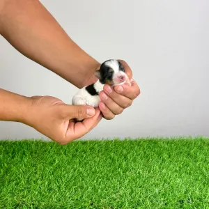 Biewer Terrier - Fambey