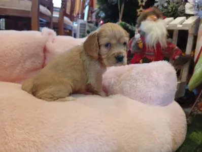 Angol Cocker spániel - Rex