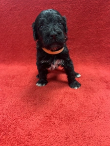 Portuguese Water Dog - Gucci