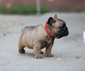 Francia bulldog - Yara