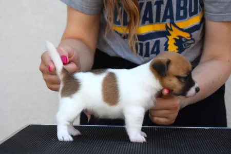 Jack Russell Terrier - Gold Leash Rufus