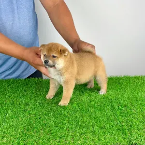 Shiba Inu - Subaru