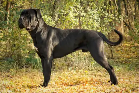 Cane Corso Italiano - Forza Di Diavolo Alfa