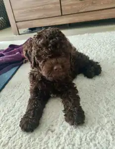 Lagotto Romagnolo - Brúnó