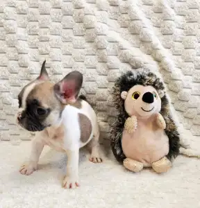 Francia bulldog - Elton