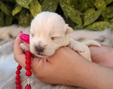 West Highland White Terrier - Betty
