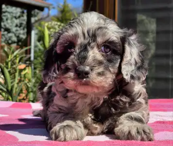 Cavapoo - Merlin