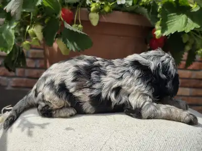 Cavapoo - Merida