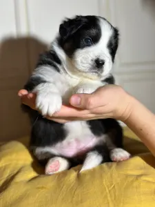 Australian Shepherd - Budnat Aussies Golden Gatekeeper " Kate"