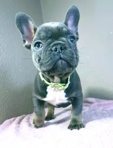 Francia bulldog - Logan