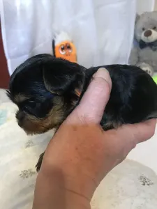 Yorkshire Terrier - Ofélia