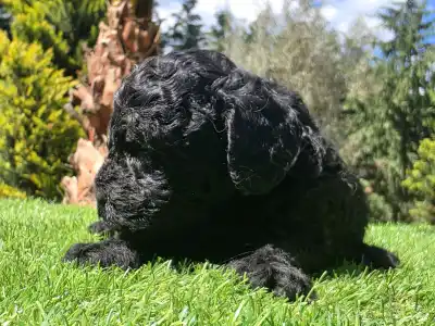 Cavapoo - Zorro