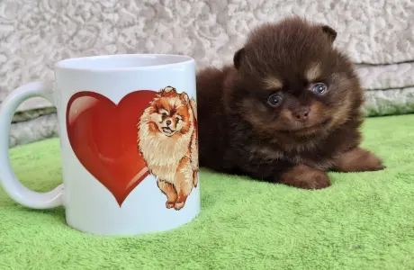 Pomeranian - Denis