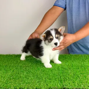 Welsh Corgi Pembroke - Benetton