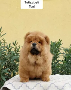 Chow Chow - Toni