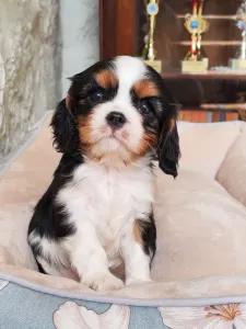 Cavalier King Charles Spaniel - Miley