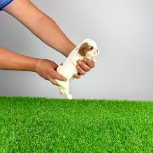 Cavalier king Charles spaniel - Biggi