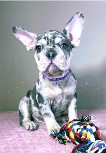 French Bulldog - Greg