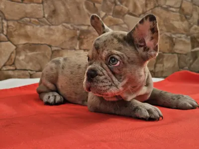Französische Bulldogge - Betty