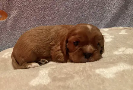 Cavalier King Charles Spaniel - Moony