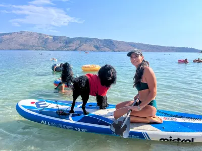 Portuguese Water Dog - Stella Maris 