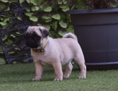 Papillon - Apple Of My Eye 