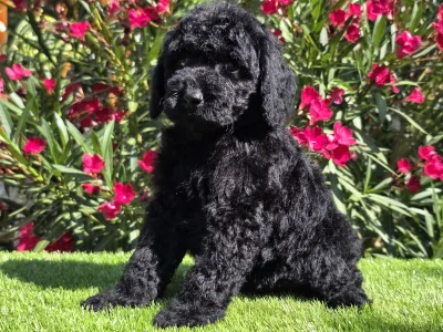 Cavapoo - Zeus