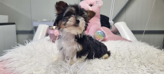 Biewer Terrier - Odin