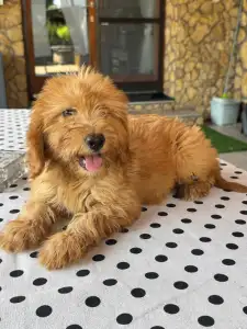 Maltipoo - Barack