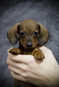 Dachshund - Samba Hug Me Strongly