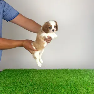Cavalier King Charles Spaniel - Olympia