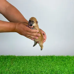 Shiba - Subaru