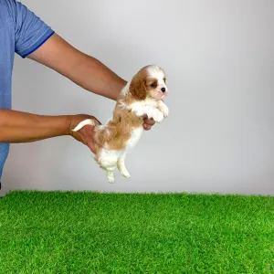 Cavalier King Charles spániel - Medea