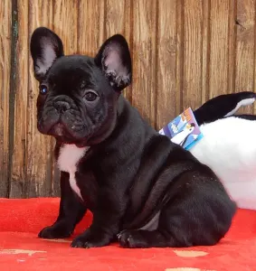Francia bulldog - Daiquiri