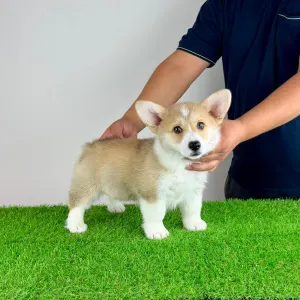 Welsh corgi pembroke - Cosima