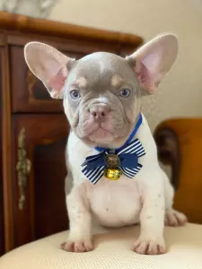 French Bulldog - Lorenzo