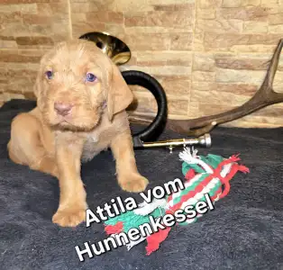 Hungarian Wire-haired Vizsla - Attila Vom Hunnenkessel