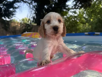 English Cocker Spaniel - Leonidasz