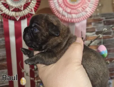 French Bulldog - Raul