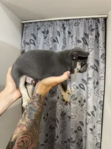 French Bulldog - Dodó