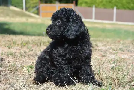 Cavapoo - Wasco