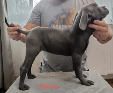 Cane Corso Italiano - Forza Di Diavolo Dakota