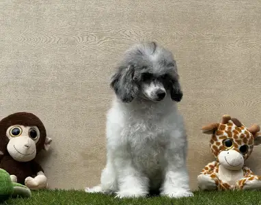 Poodle Toy - Xippe