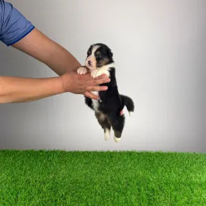 Ciobanesc Australian - Cagan