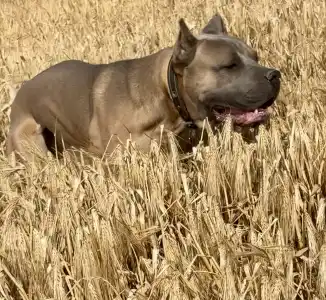 Cane Corso - Timoniere Quintiliano