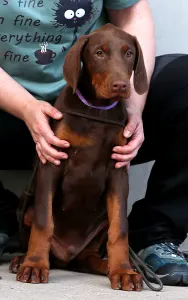 Dobermann - Lila Barna