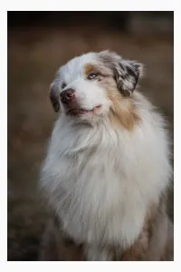 Miniature American Shepherd - Lightlake Only You