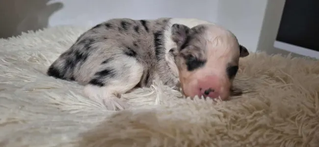 Border Collie - Seychelle