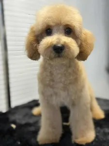 Cavapoo - Nóra