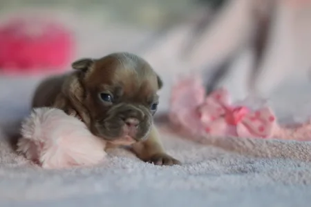 Französische Bulldogge - Nala